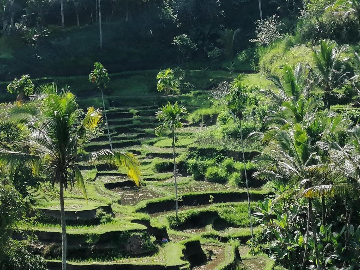 Villa Mon Reve Ubud  Exterior photo